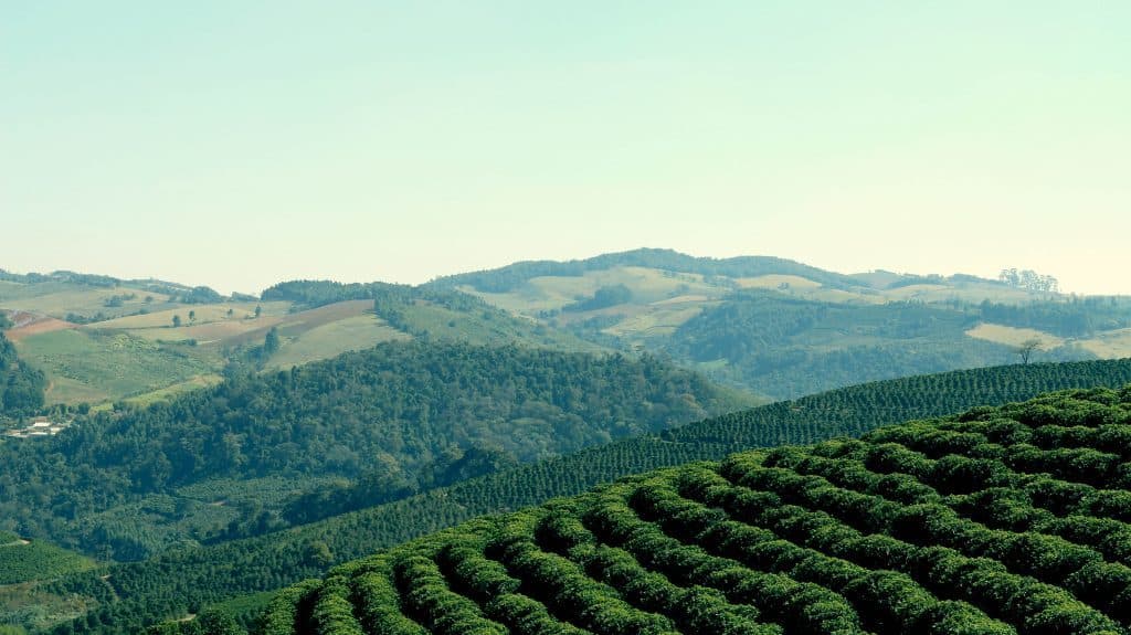 Rolling green hills and plantations in the East African highlands