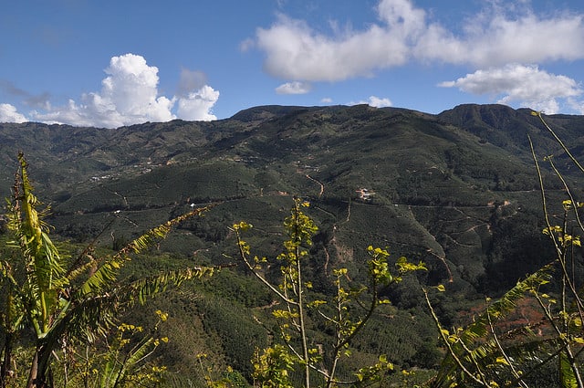 Costa Rica La Luna -- notes of Red Grape and Caramel Nut bar with sweet Dried Fig aroma