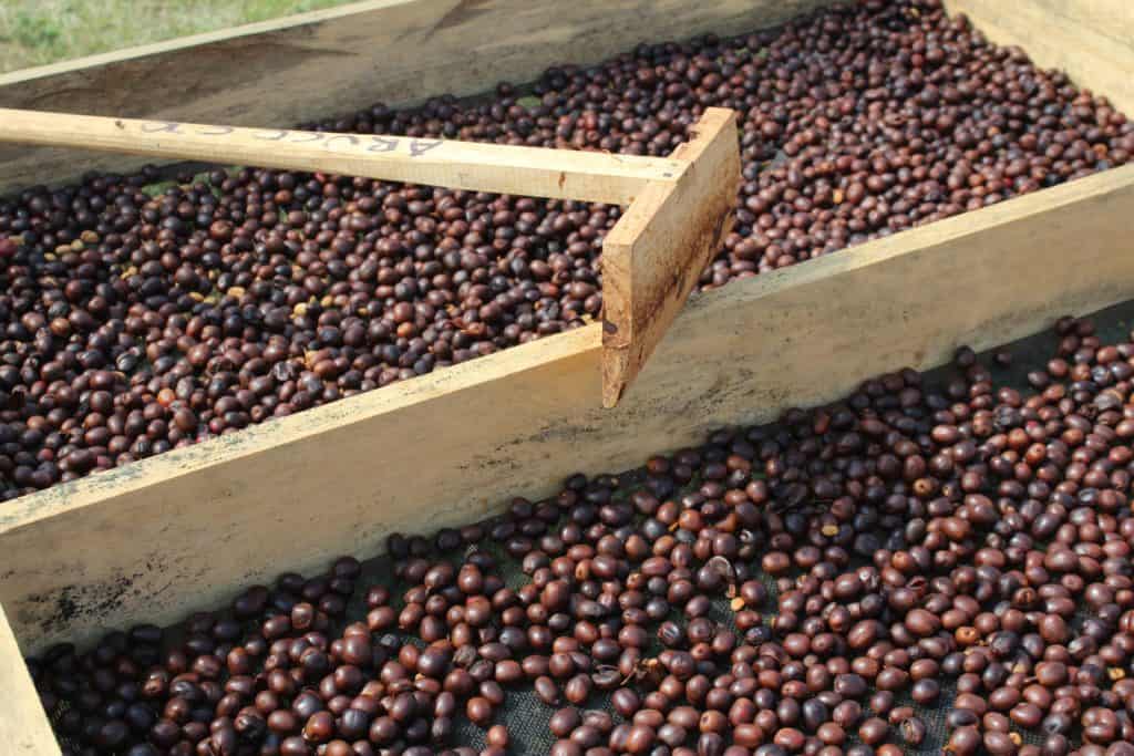 cofe|Honduras Aldea Capucas|Honduras Aldea Capucas