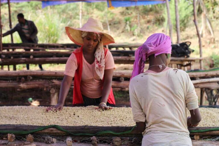 Ethiopian farmers sorting coffee on raised drying beds