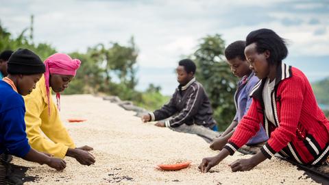 Rwandan farmers sorting coffee on raised drying beds