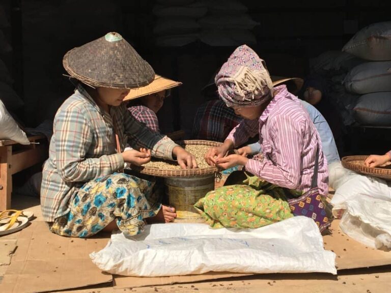 Two women in Myanmar hand-sorting coffee in wide baskets
